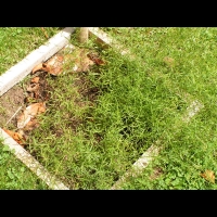 Asperule, Asperule tinctoria (3)